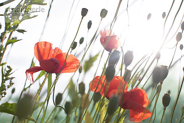 Blühende rote Blumen im Frühling