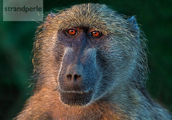 Chacma-Pavian  Kopf- und Schulterporträt  Krüger-Nationalpark  Südafrika