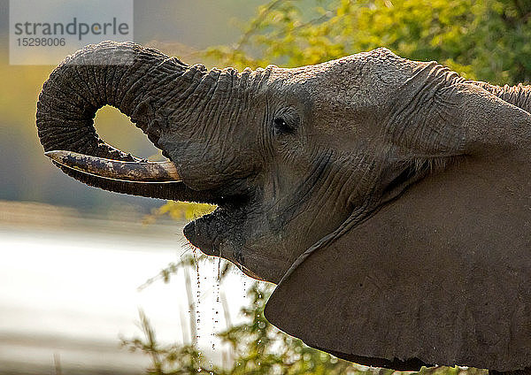 Afrikanischer Elefant am Wasserloch  Seitenansicht Kopfschuss  Krüger-Nationalpark  Südafrika