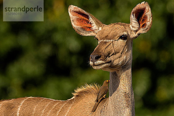 Kudu im Blick über die Schulter  Seitenansicht  Krüger-Nationalpark  Südafrika