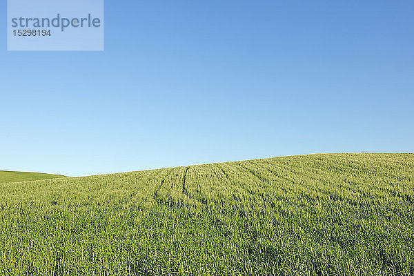 Spanien  Ronda  Blick auf grünes Weizenfeld vor blauem Himmel