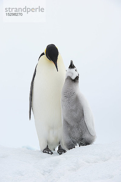 Antarktis  Antarktische Halbinsel  Snow Hill Island  Kaiserpinguin  erwachsener Kaiserpinguin und Küken