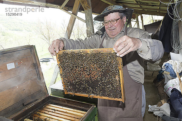 Rumänien  Ciresoaia  Imker Kontrollrahmen mit Honigbienen