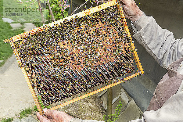 Rumänien  Ciresoaia  Rahmen mit Honigbienen