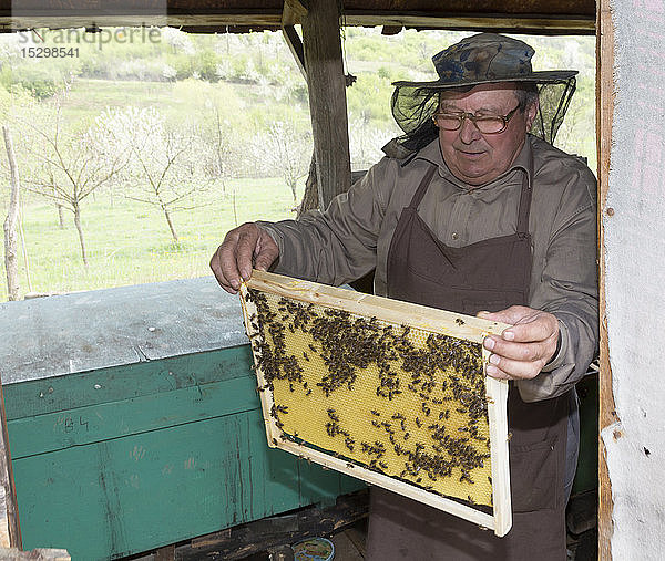 Rumänien  Ciresoaia  Imker Kontrollrahmen mit Honigbienen