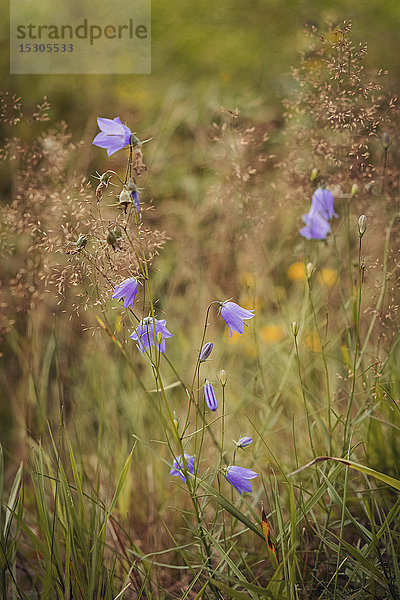 Blumenwiese  Schleswig-Holstein  Deutschland  Europa