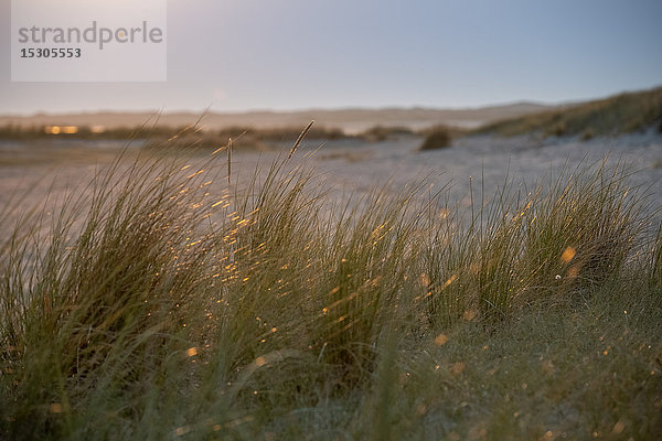 Strandhafer  Ellenbogen  Sylt  Schleswig-Holstein  Deutschland  Europa