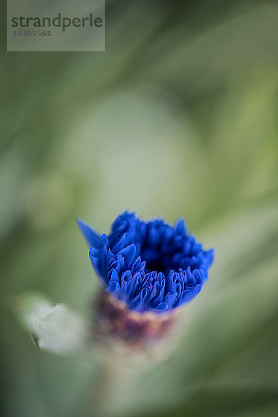 Knospe einer Kornblume  Schleswig-Holstein  Deutschland  Europa