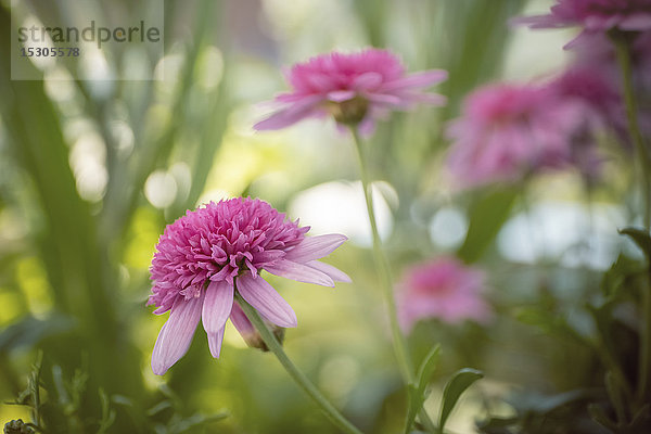 Strauchmargerite  Argyranthemum frutescens  Schleswig-Holstein  Deutschland  Europa