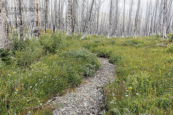 Ein zuvor abgebrannter subalpiner Wald erholt sich im Sommer mit Latschenkiefer und einer Vielzahl von Wildblumen  Schafgarbe  Aster  Arnika und Maislilie.