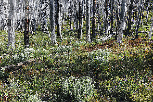 Ein zuvor abgebrannter subalpiner Wald erholt sich im Sommer mit Latschenkiefer und einer Vielzahl von Wildblumen  Schafgarbe  Aster  Arnika und Maislilie.