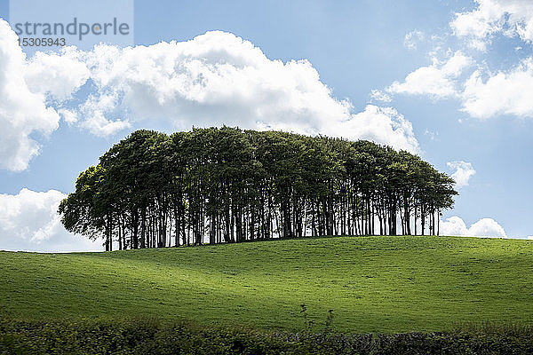 Landschaft mit Buchenwäldchen auf einem hügeligen Feld unter bewölktem Himmel.