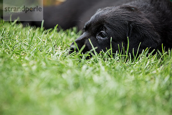 Nahaufnahme eines auf Gras liegenden schwarzen Labrador-Welpen.