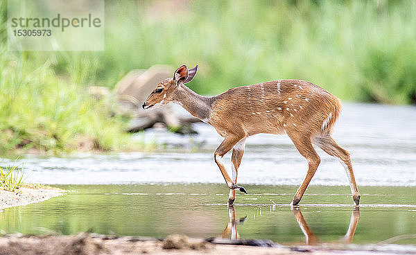 Ein Buschbock  Tragelaphus sylvaticus  geht über einen stillen Bach  Ohren nach hinten  schaut aus dem Rahmen  im Hintergrund Grün