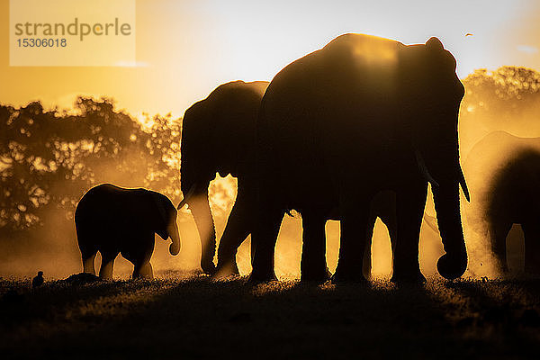 Silhouetten von afrikanischen Elefanten  Loxodonta africana  vor orange-gelbem Hintergrund.