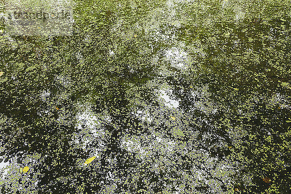 Blätter  Algen und kleine Seerosenblätter auf dem Teich  Spiegelungen des Walddachs auf dem Wasser