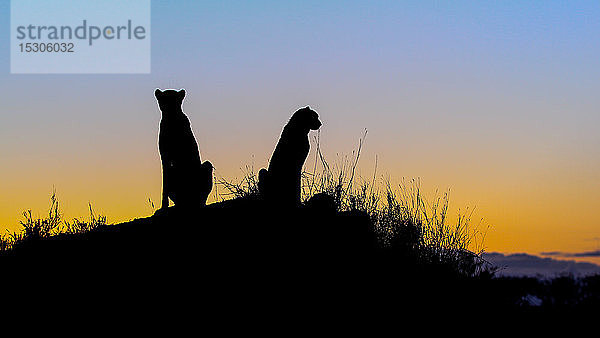 Die Silhouette von zwei Geparden  Acinonyx jubatus  die bei Sonnenuntergang auf einem Termitenhügel sitzen