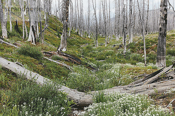 Ein zuvor abgebrannter subalpiner Wald erholt sich im Sommer mit Latschenkiefer und einer Vielzahl von Wildblumen  Schafgarbe  Aster  Arnika und Maislilie.