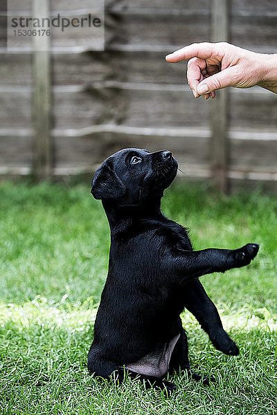 Person  die dem schwarzen Labrador-Welpen  der auf einem Rasen sitzt  das Handzeichen gibt.