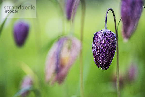 Nahaufnahme einer zartvioletten  karierten Blüte eines Schlangenkopf-Scheckenfalters auf einer Wiese.