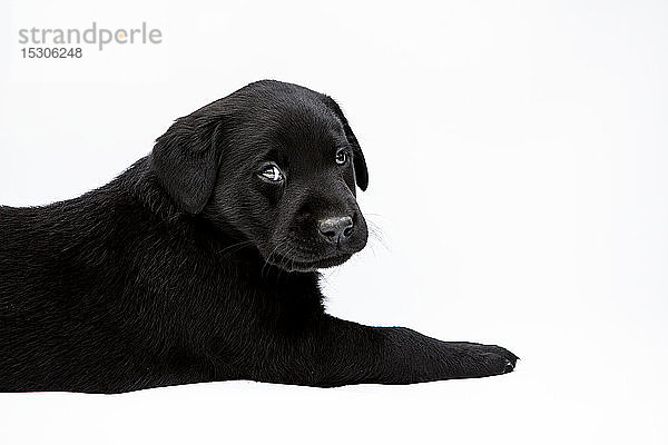 Liegender schwarzer Labrador-Welpe auf weißem Hintergrund  in die Kamera blickend.
