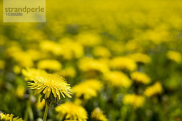 Nahaufnahme des Feldes von Löwenzahn mit leuchtend gelben Blüten.