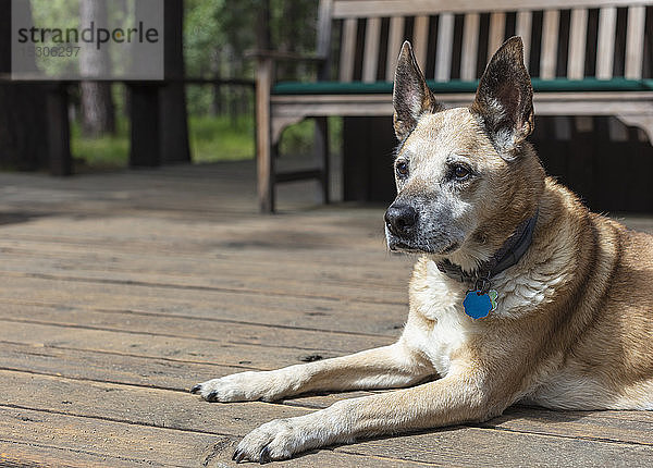 Ein Mischlingshund  der im Sommer auf einer Terrasse sitzt.