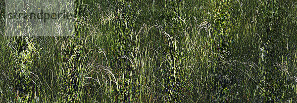 Sümpfe und üppiges grünes Graswachstum im Sommer.