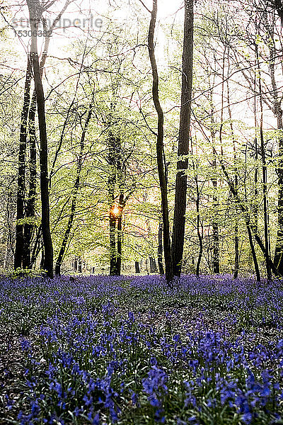 Teppich von Glockenblumen in einem Wald im Frühling.