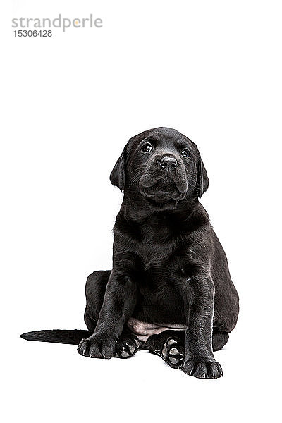 Sitzender schwarzer Labrador-Welpe auf weißem Hintergrund.