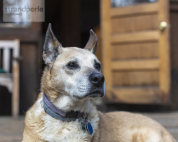 Ein Mischlingshund  der im Sommer auf einer Terrasse sitzt.