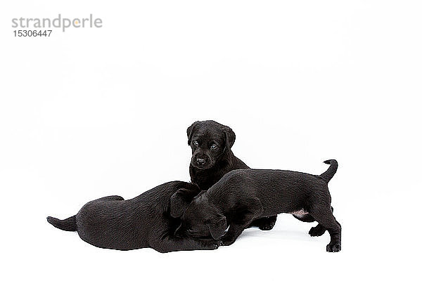Drei schwarze Labrador-Welpen spielen auf weißem Hintergrund.