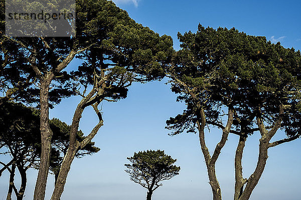 Baumkronen von Monterey-Kiefern vor einem klaren blauen Himmel.