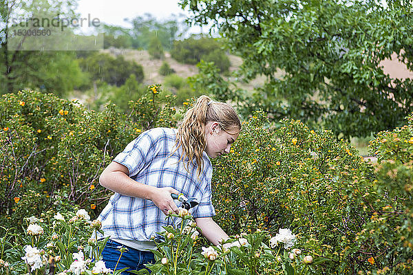 Ein jugendliches Mädchen schneidet Rosen aus einem formalen Garten