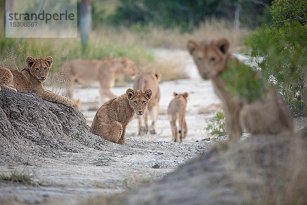 Löwenbabys  Panthera leo  sitzen im grauen Sand  direkter Blick