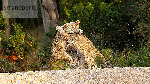 Zwei Löwenbabys  Panthera leo  spielen zusammen und ringen auf ihren Hinterbeinen