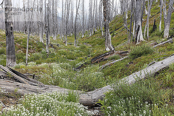 Ein zuvor abgebrannter subalpiner Wald erholt sich im Sommer mit Latschenkiefer und einer Vielzahl von Wildblumen  Schafgarbe  Aster  Arnika und Maislilie.