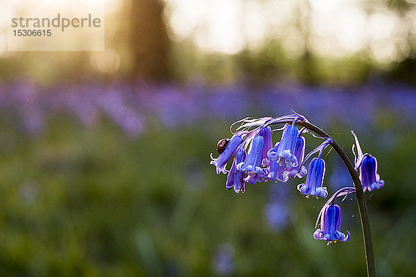 Nahaufnahme der Blüte einer Glockenblume in einem Wald.