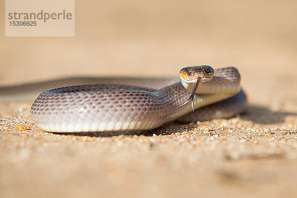 Eine Herold-Schlange  Crotaphopeltis hotamboeia  windet sich im Sand  direkter Blick mit ausgestreckter Zunge