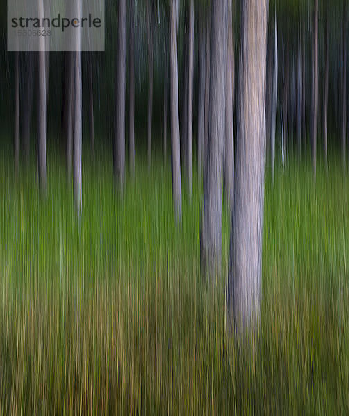 Unscharfe Bewegungsabstraktion von Lodgepole Kiefernwald und Wiese.