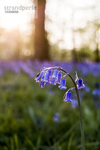 Nahaufnahme der Blüte einer Glockenblume in einem Wald.