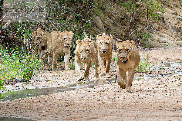 Ein Löwenrudel  Panthera leo  geht in einem Flussbett auf die Kamera zu  schaut aus dem Bild  die Ohren nach hinten