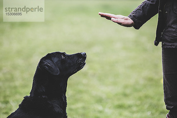 Ein Hundetrainer  der dem Schwarzen Labradorhund ein Handzeichen gibt.
