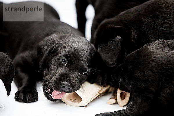 Nahaufnahme von drei schwarzen Labrador-Welpen  die auf einem Knochen auf weißem Hintergrund kauen.