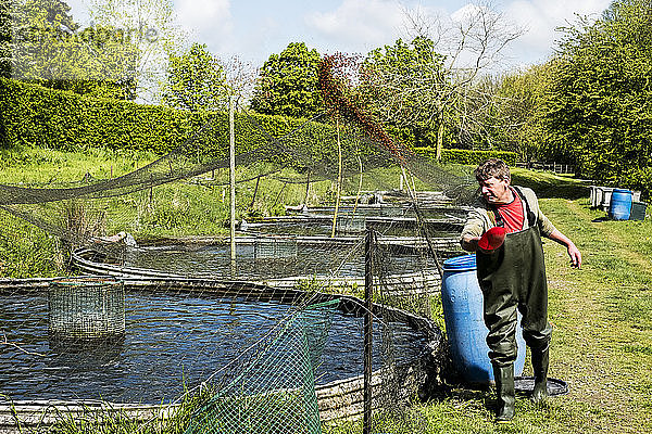 Mann mit Wathosen  der neben einem Wassertank in einer Fischfarm steht  die Forellen züchtet und Fische füttert.