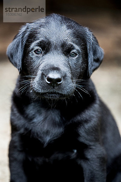 Schwarzer Labrador-Welpe schaut in die Kamera.