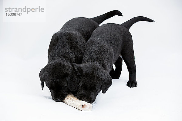 Zwei schwarze Labrador-Welpen  die auf einem Knochen auf weißem Hintergrund kauen.