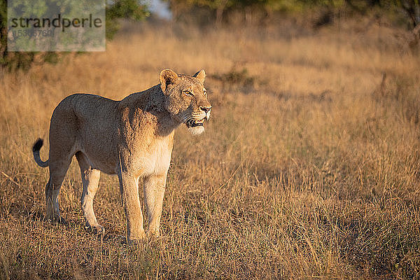 Eine Löwin  Panthera leo  steht im kurzen braunen Gras  schaut aus dem Rahmen  das Maul offen  der Schwanz eingerollt