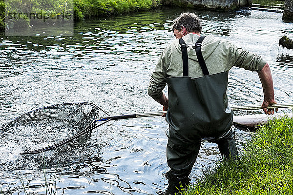 Mann mit Wathosen  der in einem Fluss steht und ein großes Fischernetz mit Forellen hält.