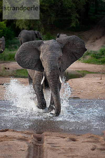 Ein Elefant  Loxodonta africana  rennt durchs Wasser in Richtung Kamera  die Ohren nach vorne gerichtet  spritzt um die Beine